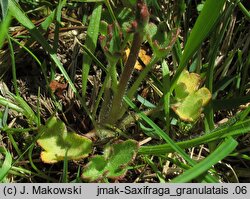 Saxifraga granulata (skalnica ziarenkowata)