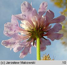 Scabiosa columbaria s. str.