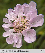 Scabiosa columbaria s. str.