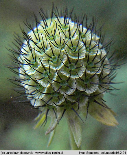 Scabiosa columbaria s. str.