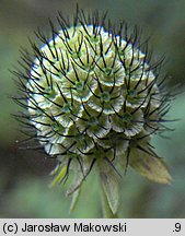 Scabiosa columbaria s. str.