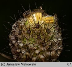 Scabiosa ochroleuca (driakiew żółtawa)