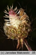 Scabiosa ochroleuca (driakiew żółtawa)