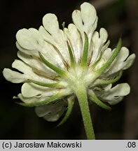 Scabiosa ochroleuca (driakiew żółtawa)