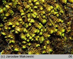 Scapania aequiloba (skapanka równopłatowa)