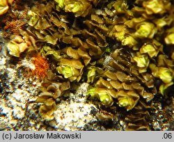 Scapania aequiloba (skapanka równopłatowa)