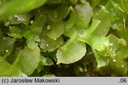 Scapania calcicola (skapanka wapienna)