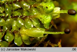 Scapania nemorea (skapanka gajowa)