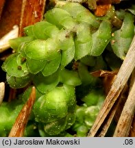 Scapania nemorea (skapanka gajowa)