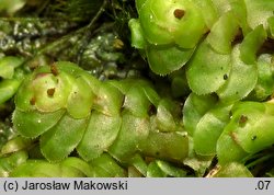 Scapania nemorea (skapanka gajowa)