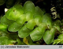 Scapania nemorea (skapanka gajowa)