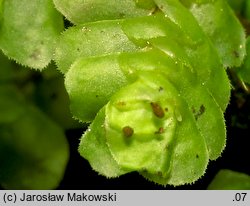 Scapania nemorea (skapanka gajowa)