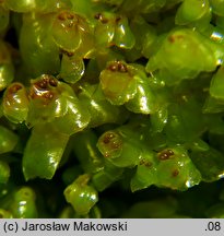 Scapania nemorea (skapanka gajowa)