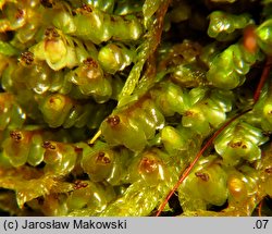 Scapania nemorea (skapanka gajowa)