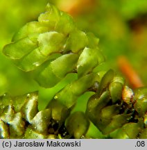 Scapania nemorea (skapanka gajowa)