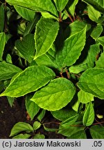 Schisandra chinensis (cytryniec chiński)