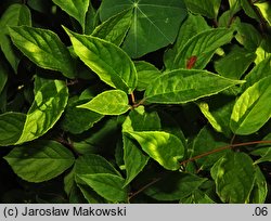 Schisandra chinensis (cytryniec chiński)