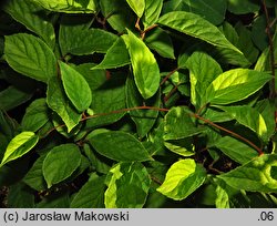 Schisandra chinensis (cytryniec chiński)