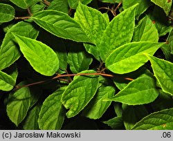 Schisandra chinensis (cytryniec chiński)