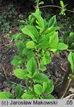 Schisandra chinensis (cytryniec chiński)