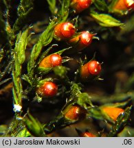 Schistidium apocarpum (rozłupek nierodzajny)