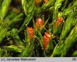 Schistidium apocarpum (rozłupek nierodzajny)