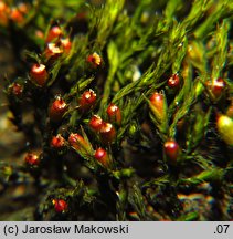 Schistidium apocarpum (rozłupek nierodzajny)