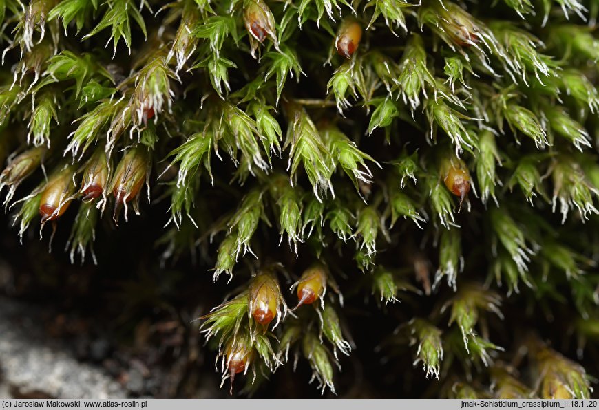 Schistidium crassipilum (rozłupek grubowłosy)