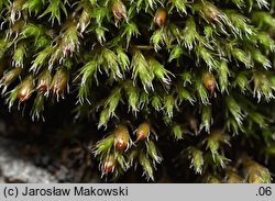 Schistidium crassipilum (rozłupek grubowłosy)