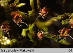 Schistidium crassipilum (rozłupek grubowłosy)