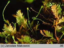 Schistostega pennata (świetlanka długoszowata)