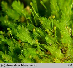 Schistostega pennata (świetlanka długoszowata)