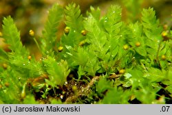 Schistostega pennata (świetlanka długoszowata)