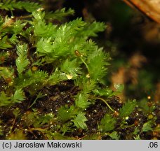 Schistostega pennata (świetlanka długoszowata)