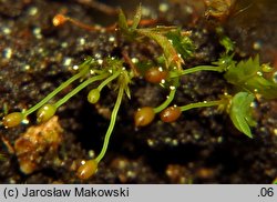 Schistostega pennata (świetlanka długoszowata)