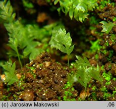 Schistostega pennata (świetlanka długoszowata)