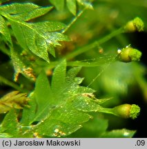 Schistostega pennata (świetlanka długoszowata)