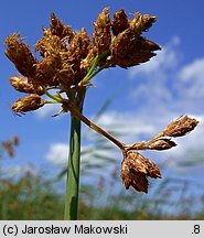 Schoenoplectus tabernaemontani