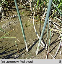 Schoenoplectus tabernaemontani