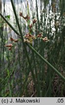 Schoenoplectus lacustris (oczeret jeziorny)