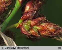 Schoenoplectus lacustris (oczeret jeziorny)