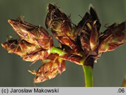 Schoenoplectus lacustris (oczeret jeziorny)