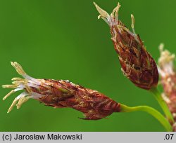 Schoenoplectus lacustris (oczeret jeziorny)