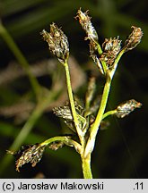 Scirpus sylvaticus