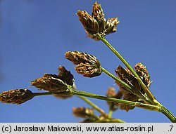 Scirpus sylvaticus