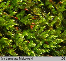 Sciuro-hypnum plumosum (wiewiórecznik piórkowaty)