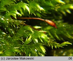 Sciuro-hypnum plumosum (wiewiórecznik piórkowaty)