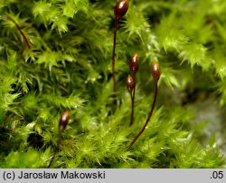 Sciuro-hypnum populeum (wiewiórecznik osinowy)