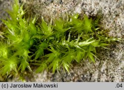 Sciuro-hypnum populeum (wiewiórecznik osinowy)