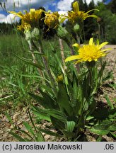 Scorzonera humilis (wężymord niski)